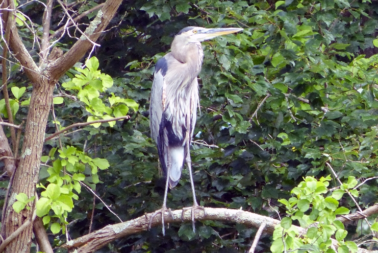 Heron in a tree 2